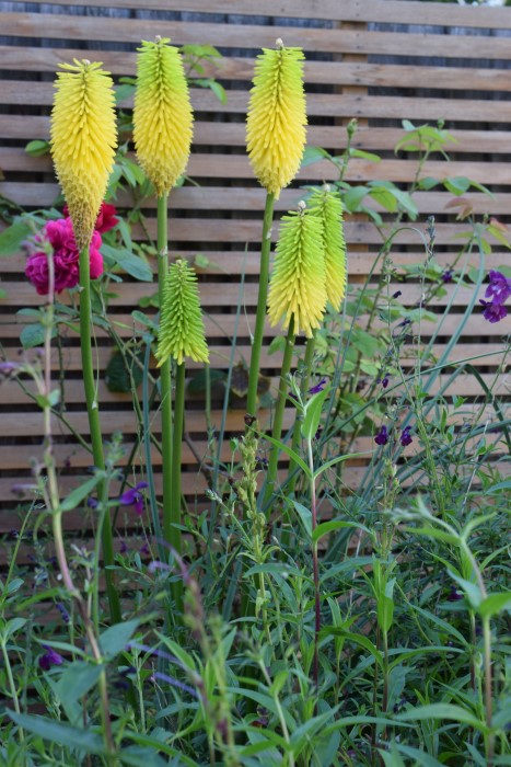 Kniphofia Bees Lemon